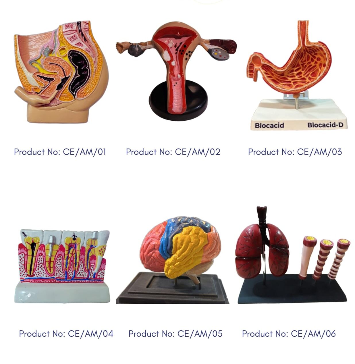 anatomical-model